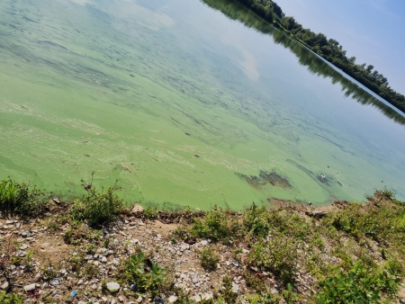 Der Blaualgenbefall war bei der heutigen Besichtigung des Kreisumweltamtes deutlich zu erkennen. © Kreis Paderborn